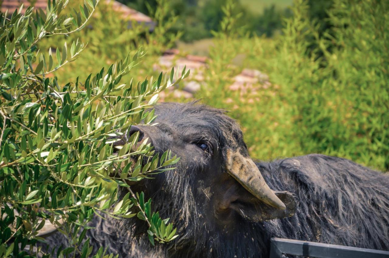 Agriturismo Ciociaro " Il Colle " Hotel Ristorante Ceprano Dış mekan fotoğraf