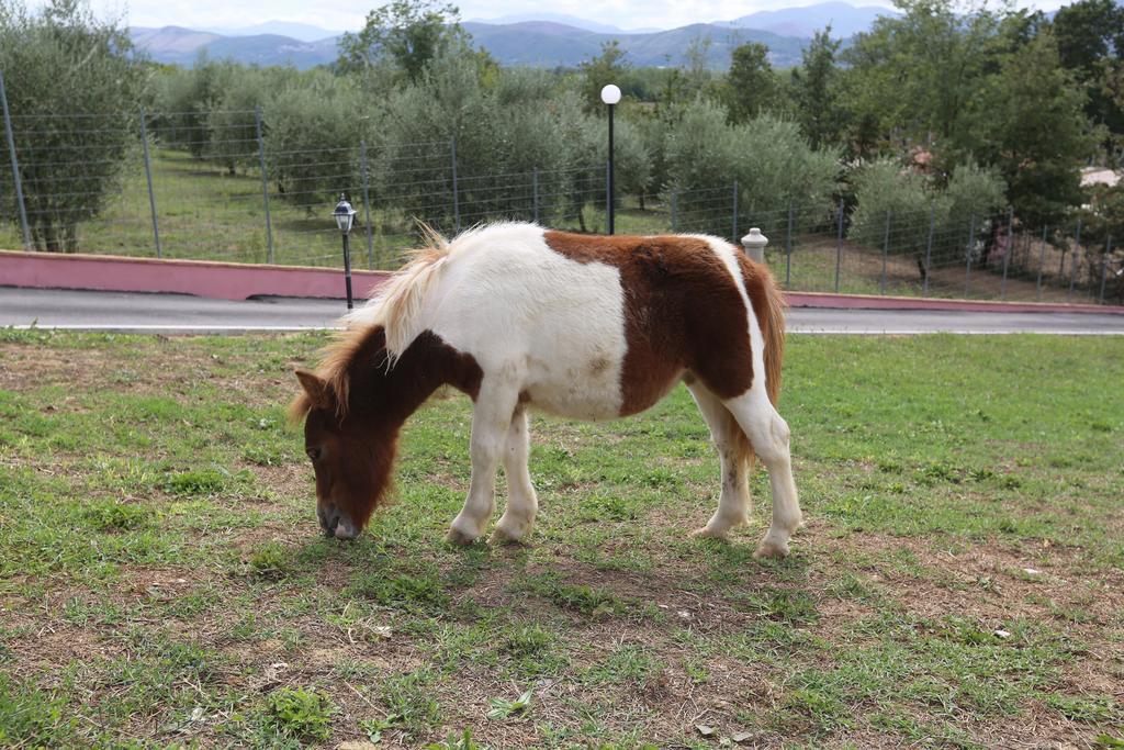 Agriturismo Ciociaro " Il Colle " Hotel Ristorante Ceprano Dış mekan fotoğraf